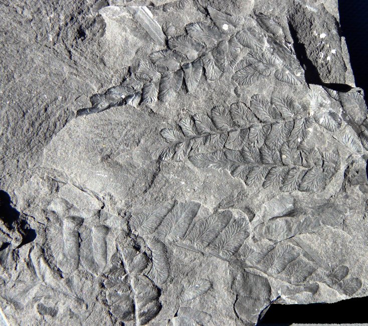 Neuropteris attenuata